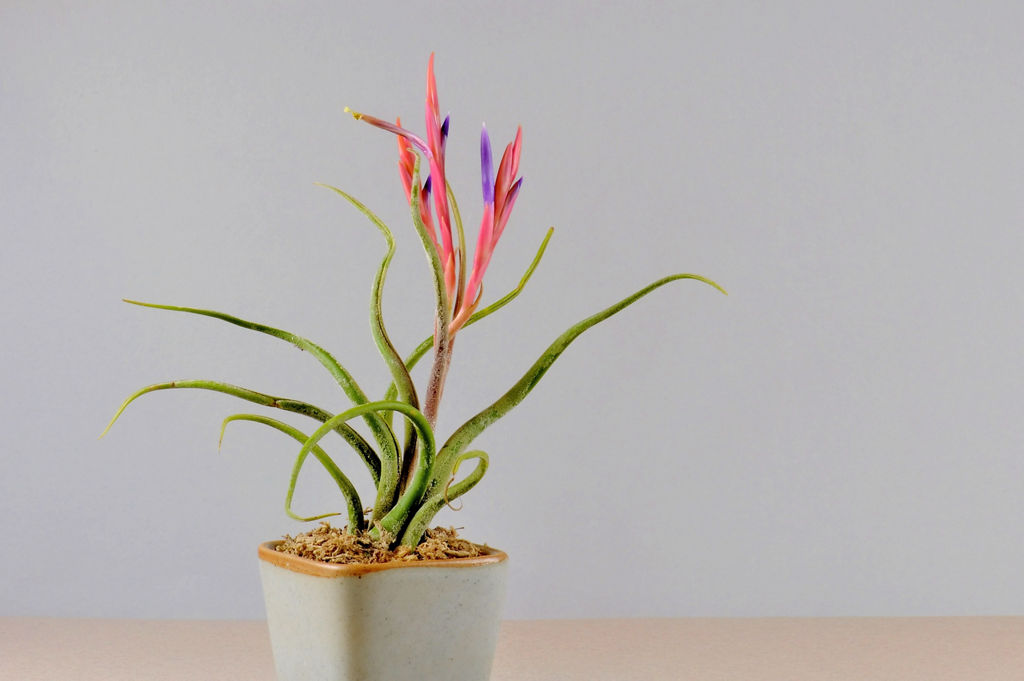 Tillandsia plant no soil in pot